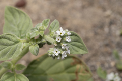 Heliotropium dolosum