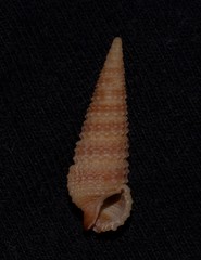 Cerithium zonatum