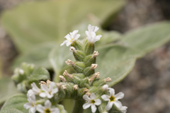 Heliotropium dolosum