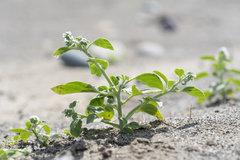 Heliotropium dolosum