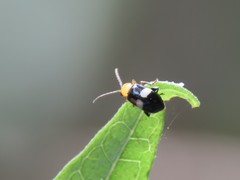 Luperomorpha sasajii