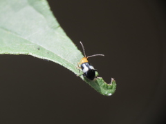 Luperomorpha sasajii