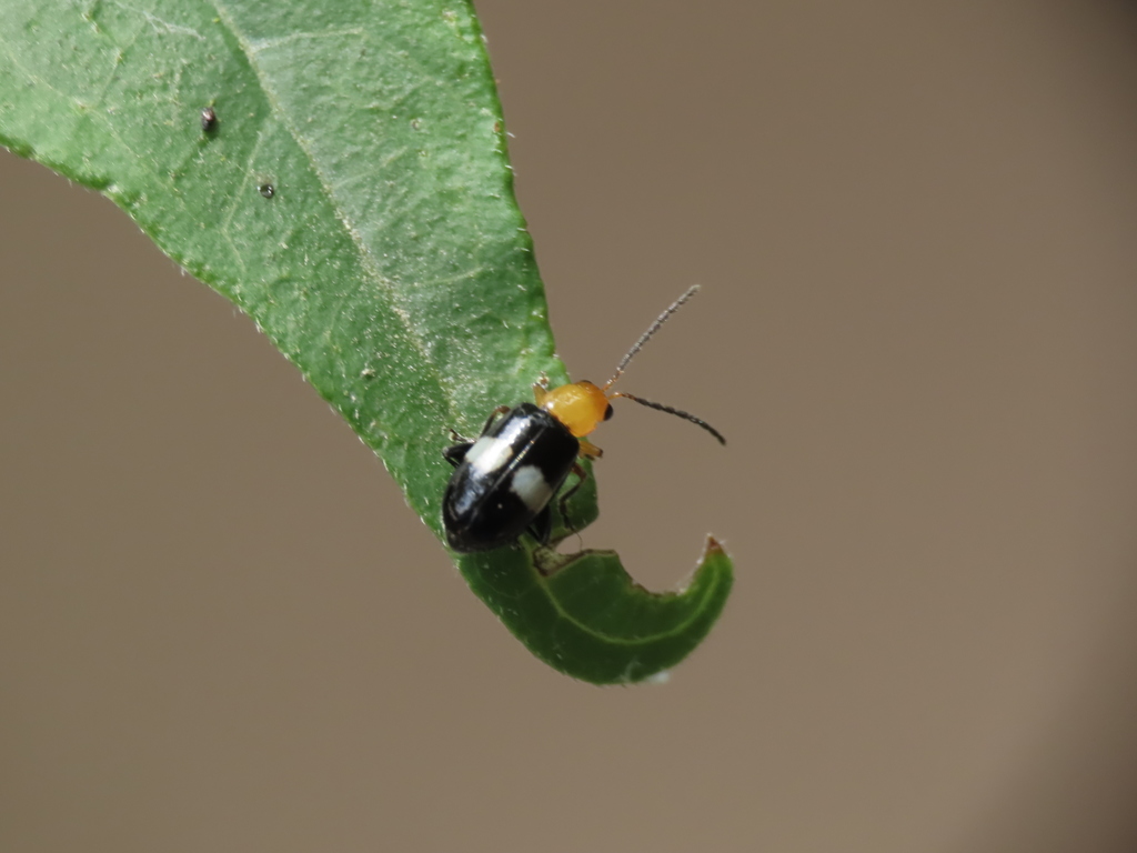 Luperomorpha sasajii