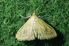 Paratalanta pandalis