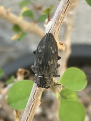 Chrysobothris merkelii