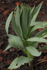 Fritillaria persica