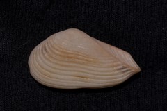 Corbula macgillivrayi