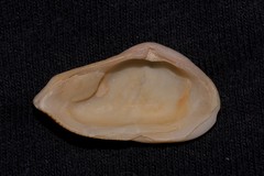 Corbula macgillivrayi