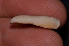 Corbula macgillivrayi