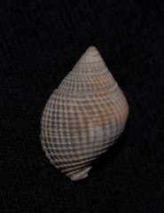 Nassarius crematus