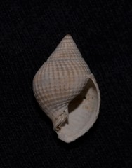 Nassarius crematus
