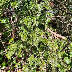 Taxus baccata