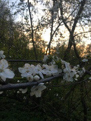 Prunus