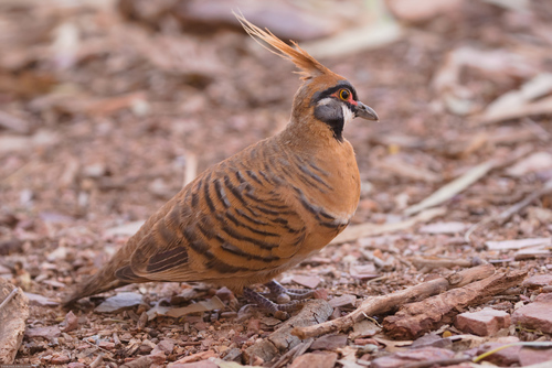 Spinifex Pigeon (Geophaps plumifera)