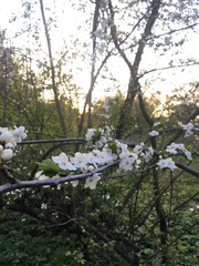 Prunus