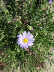 Brachyscome rigidula