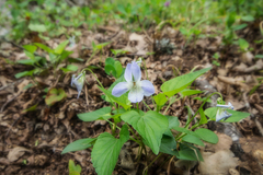 Viola sieheana