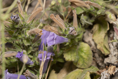 Campanula hagielia