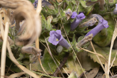 Campanula hagielia