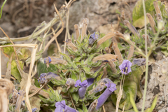 Campanula hagielia