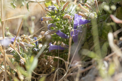 Campanula hagielia
