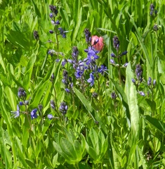 Veronica cusickii