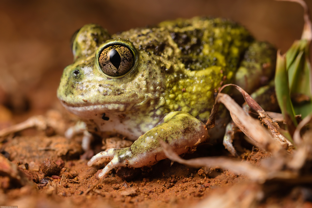 Trilling Frogs