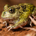 Trilling Frogs - Photo (c) Third Silence Nature Photography, some rights reserved (CC BY-SA), uploaded by Third Silence Nature Photography