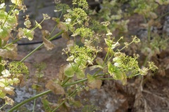 Smyrnium creticum