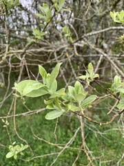 Salix