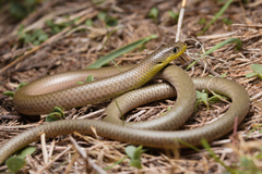 Delma inornata