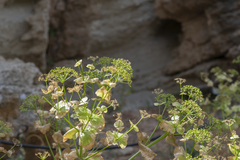 Smyrnium creticum
