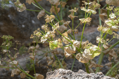 Smyrnium creticum