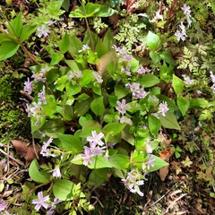 Claytonia sibirica