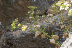 Smyrnium creticum