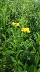 Lotus corniculatus