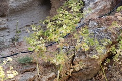 Smyrnium creticum