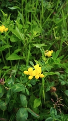 Lotus corniculatus