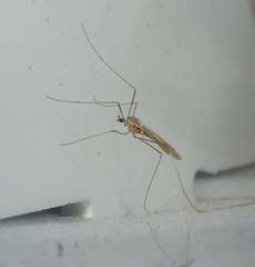 Cheilotrichia