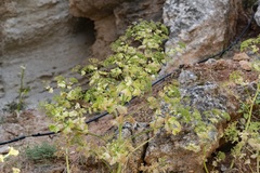 Smyrnium creticum