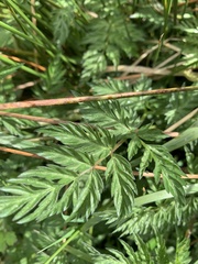 Anthriscus sylvestris