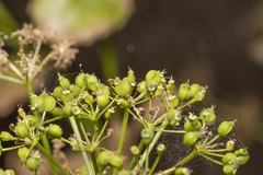Smyrnium creticum