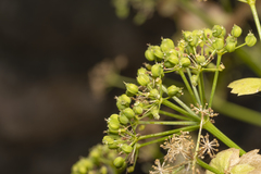 Smyrnium creticum