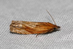 Lathronympha strigana