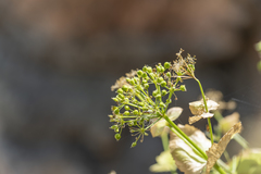 Smyrnium creticum