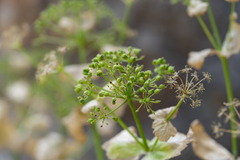 Smyrnium creticum