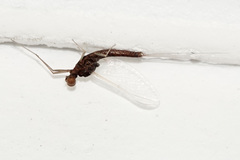Ephemerella subvaria