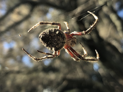 Hortophora biapicata