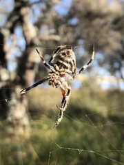 Hortophora biapicata