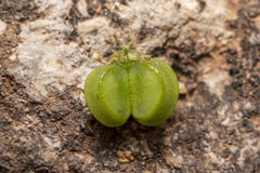 Smyrnium creticum